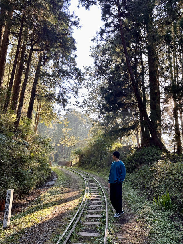 阿里山賞櫻🌸逐日之旅