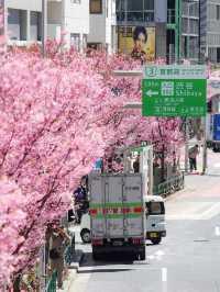 Chasing Sakura at Sakuragaoka in Shibuya