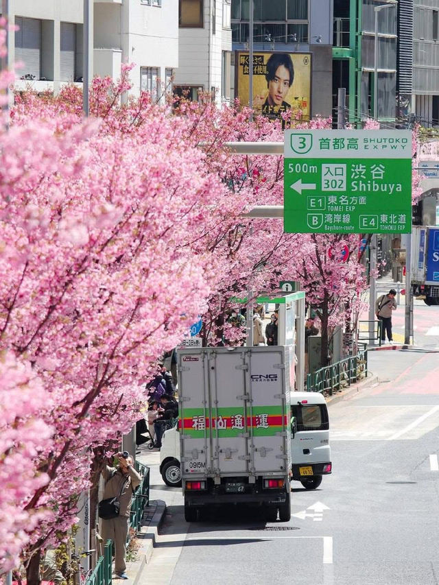 Chasing Sakura at Sakuragaoka in Shibuya