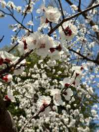 A Serendipitous Bloom: Cherry Blossoms at Nanxun Ancient Town East Gate