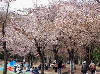 Chasing Sakura at Hokkaido Jingu