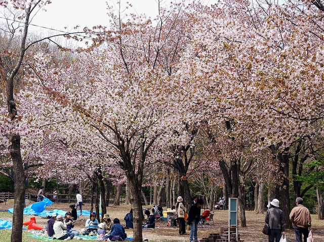 Chasing Sakura at Hokkaido Jingu