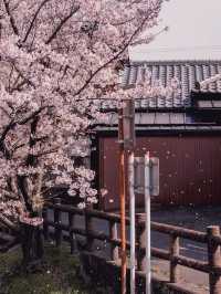 Chasing Sakura at Motoara River
