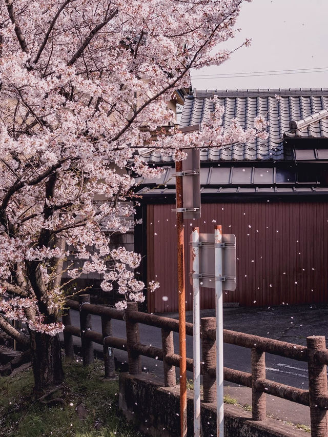 Chasing Sakura at Motoara River