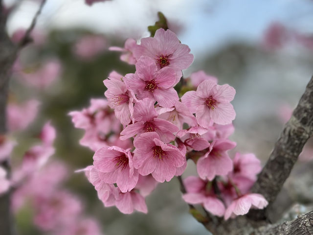 Cheery cheery Cherry Blossom