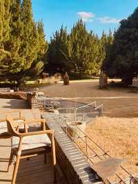 Gurye's Gem: A Must-Visit Juniper Forest