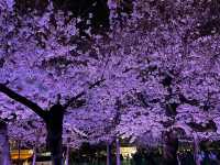 Chasing Sakura at Tsurama Park Illumination Night