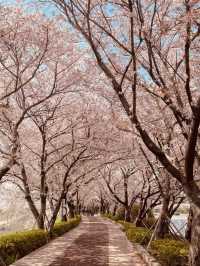 Daejeo's Floral: Spring's Wild Beauty
