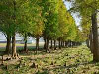ป่าสน1000ปี🌲🌲
