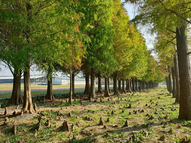 ป่าสน1000ปี🌲🌲