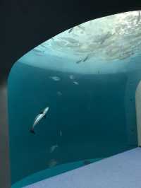 🐟四國水族館｜是不需要調濾鏡的美🐳🐬🪼