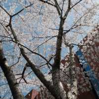 A Classic Urban Hanami Escape in the Heart of Shanghai