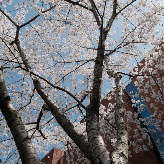 A Classic Urban Hanami Escape in the Heart of Shanghai