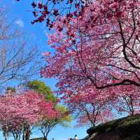 武陵農場·櫻花仙境