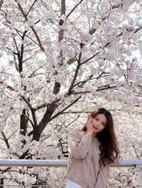 서울 벚꽃여행 어디로 갈까! best3