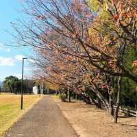【中津】🇯🇵 大貞公園