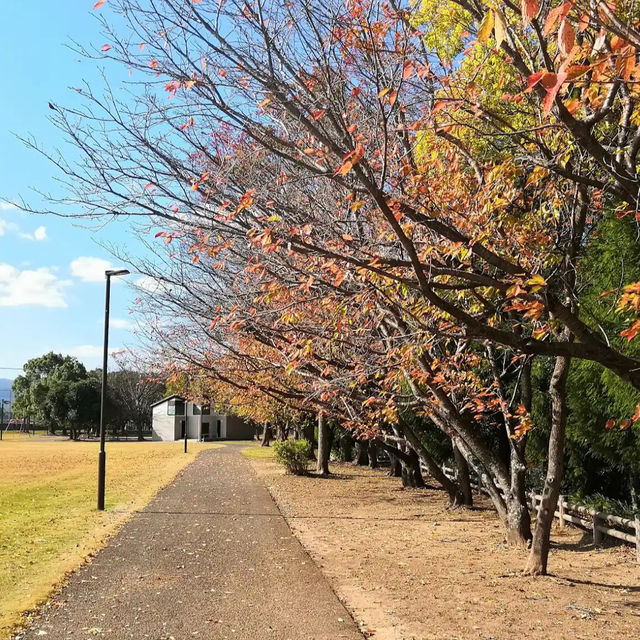 【中津】🇯🇵 大貞公園