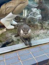 三重｜集合動物明星們 全日本最萌的鳥羽水族館