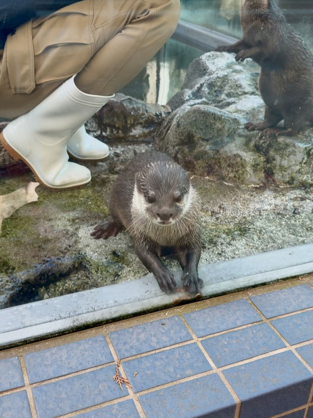 三重｜集合動物明星們 全日本最萌的鳥羽水族館