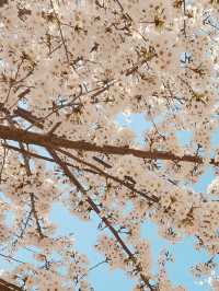 Misagyeongjeong Park's Spring Embrace: Lakeside Beauty and Blooming Life