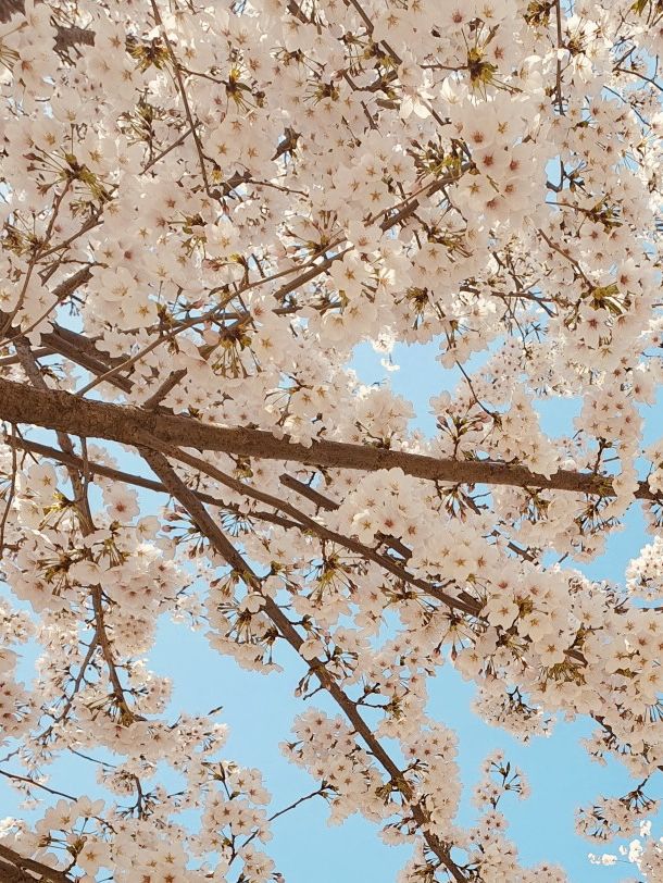Misagyeongjeong Park's Spring Embrace: Lakeside Beauty and Blooming Life
