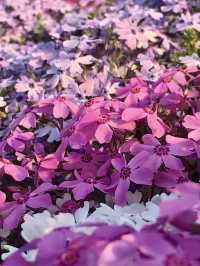 Shibazakura Bloom at Hama-Otsu Nagisa Park
