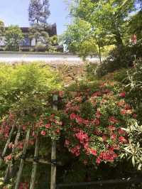 Spring Outing to Okadera Temple