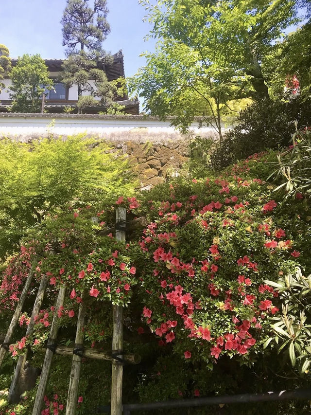Spring Outing to Okadera Temple