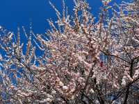 いなべ梅林公園で春の絶景を堪能しよう🌸⛰️
