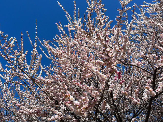 いなべ梅林公園で春の絶景を堪能しよう🌸⛰️