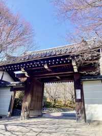 Spring Stroll at Ryoan-ji