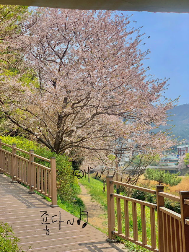 벚꽃비 내리는 대천천 산책로 데이트