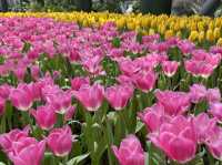  อัปเดตทิวลิปสุดสวยที่ Miracle of Natural