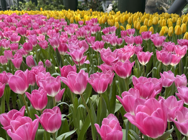  อัปเดตทิวลิปสุดสวยที่ Miracle of Natural