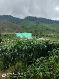 great cameron valley tea