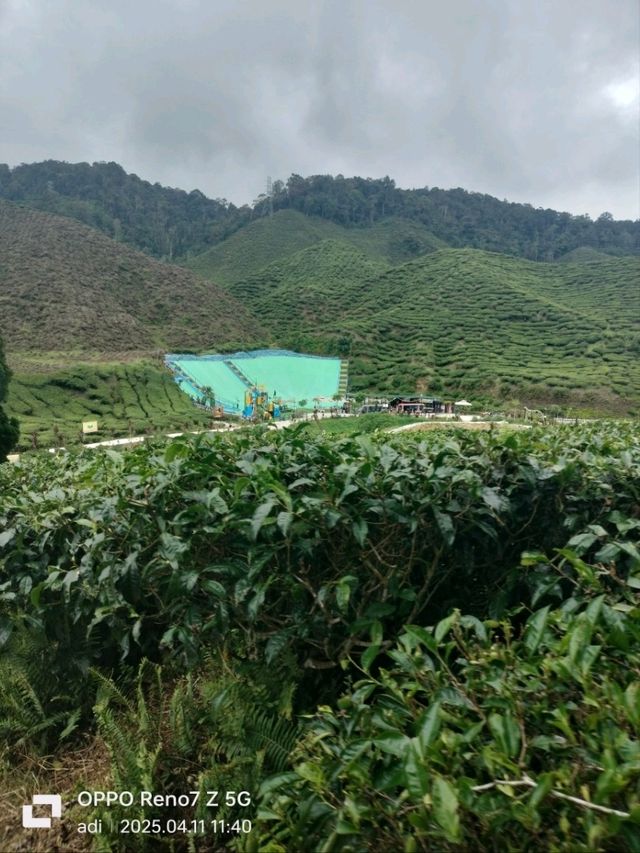 great cameron valley tea