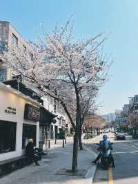 April Blooming in Seoul and in Soul🌸🌸