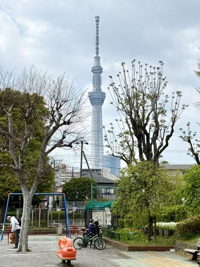 Chill Spring Vibes at Higashiazuma Park🌸