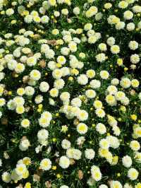 FLORAL PARADISE WORTH EXPLORING