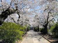 中野住宅區的日常賞櫻景點---新井藥師梅照院