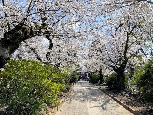 中野住宅區的日常賞櫻景點---新井藥師梅照院