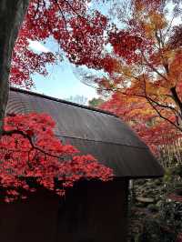 【滋賀県】近江八幡で紅葉がオススメな場所