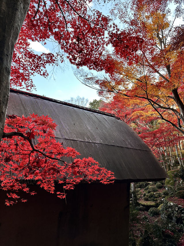 【滋賀県】近江八幡で紅葉がオススメな場所