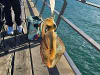 Catching Squid at Lorne Pier: A Snapshot of Coastal Magic