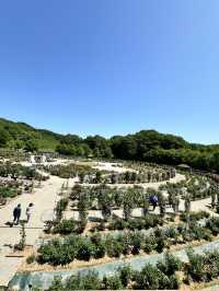 【岐阜】ローズテラスとバラ回廊 四季咲きの薔薇と山々の景色