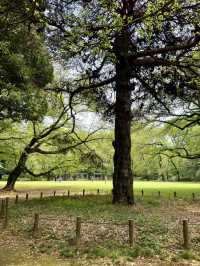 A Quiet Spring Walk at Komaba Park