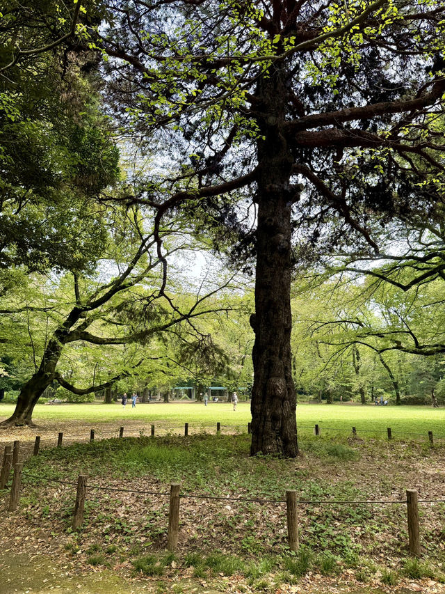A Quiet Spring Walk at Komaba Park