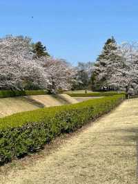 Sakura Castle Park, Chiba