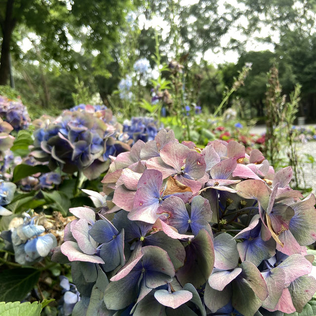 春日浪漫繡球花海・大安森林公園花季限定美景