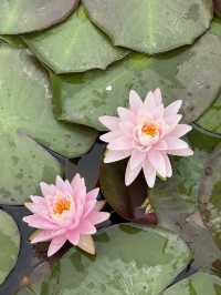 South China Botanical Garden– Guangzhou’s Lush Green Sanctuary